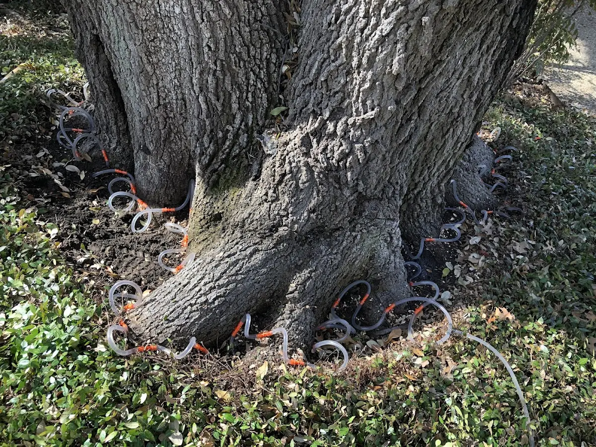Detailed Tree Cabling and Bracing job site in Idaho Springs