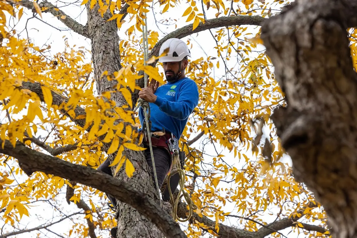 Skilled Tree Pruning crew working in Idaho Springs